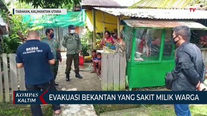 Satwa Langka Bekantan Sakit Dievakuasi dari Warga