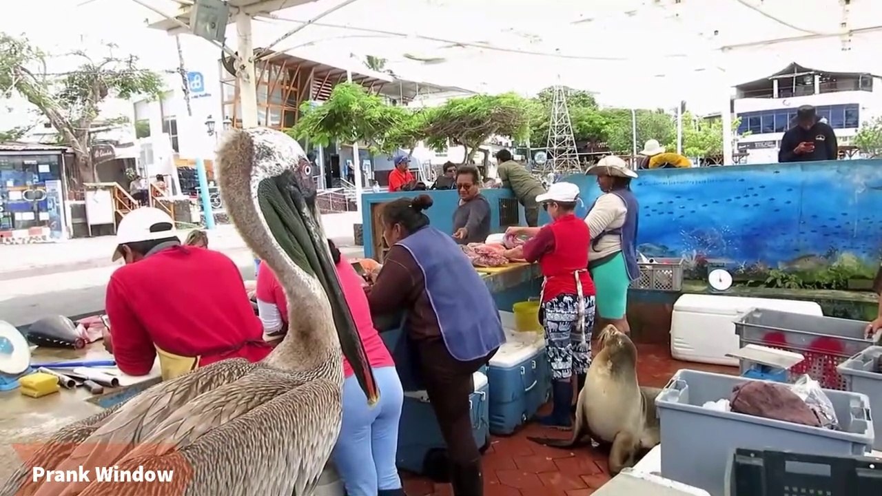 Sea lion and pelican bird waiting for scraps at galapogas fish market
