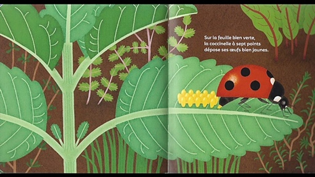 Les p'tites coccinelles