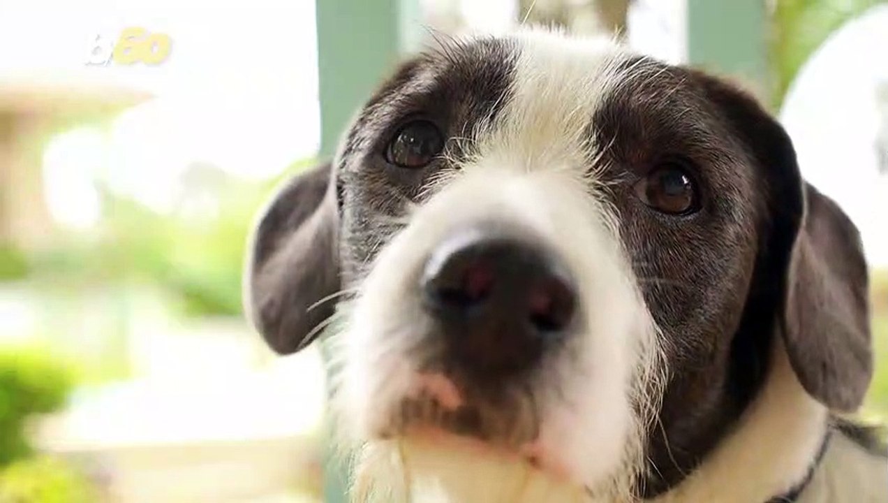 Can Dogs See in the Dark?