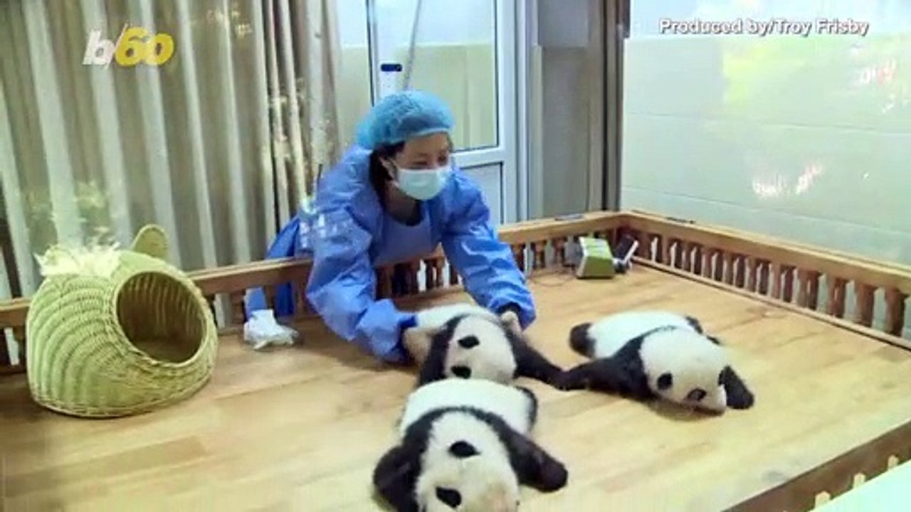 Panda Trio Born During Pandemic Celebrate Special Day - video Dailymotion