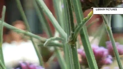 How has the pandemic affected your responsibilities?