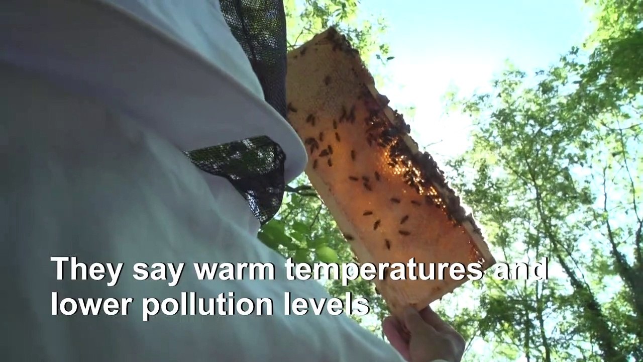 Golden year for France's beekeepers