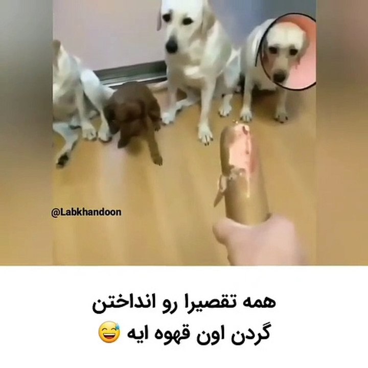 Insidious dogs