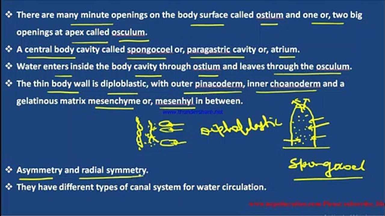 Classification of Phylum Porifera upto Class for both C.B.S.E. and N.E.B.  by Abhay Mishra