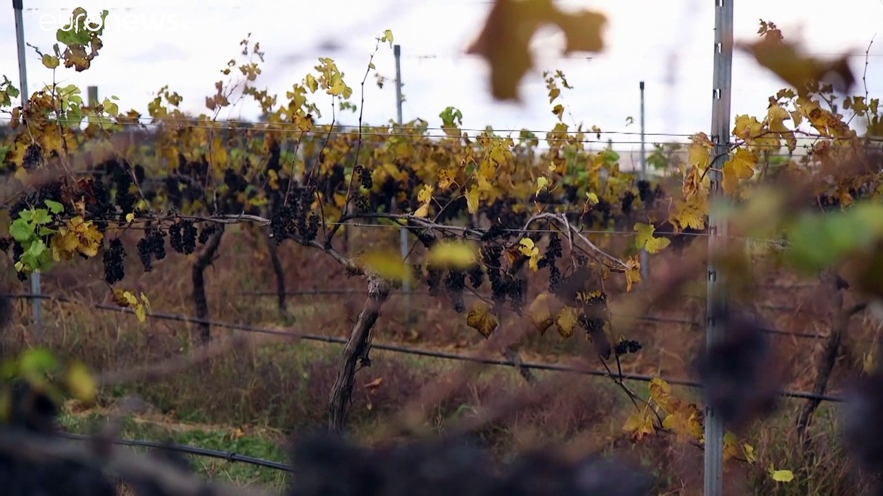'Aroma wie Aschenbecher': Buschbrände bringen Winzer in Not
