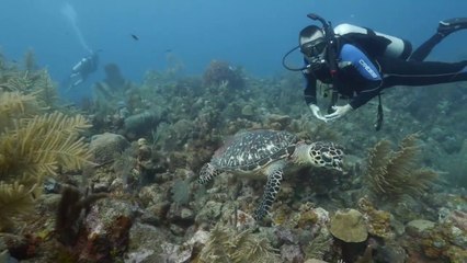 BEST DIVING adventures in Roatan