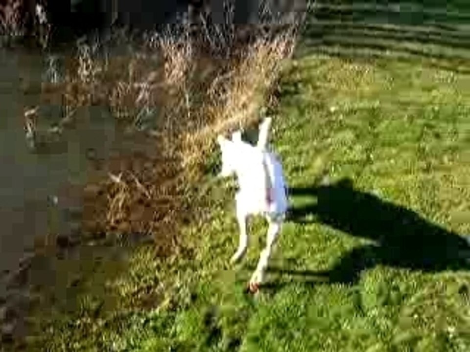 caiser dogo