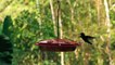 A Humming Bird Suspended In The Air Flying Before Resting, Bird Perched On Branch, Slow Motion Footage Of A Hummingbird"s Wings Flapping While Feeding