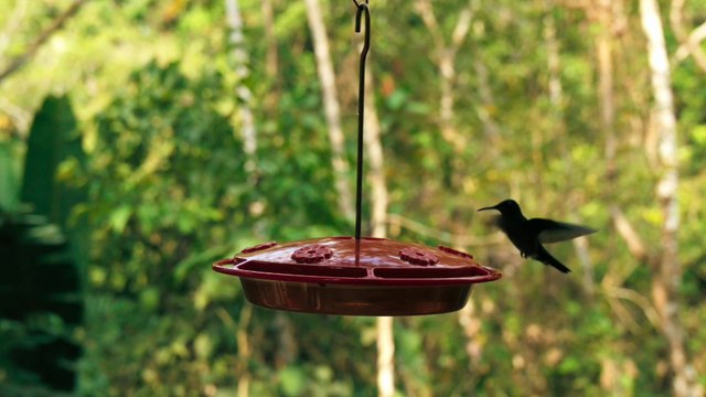 A Humming Bird Suspended In The Air Flying Before Resting, Bird Perched On Branch, Slow Motion Footage Of A Hummingbird s Wings Flapping While Feeding