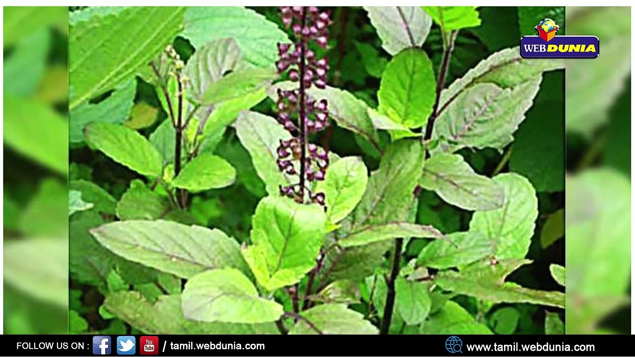 சித்த மருத்துவத்தில் மூலிகைகளின் ராணி துளசி..!