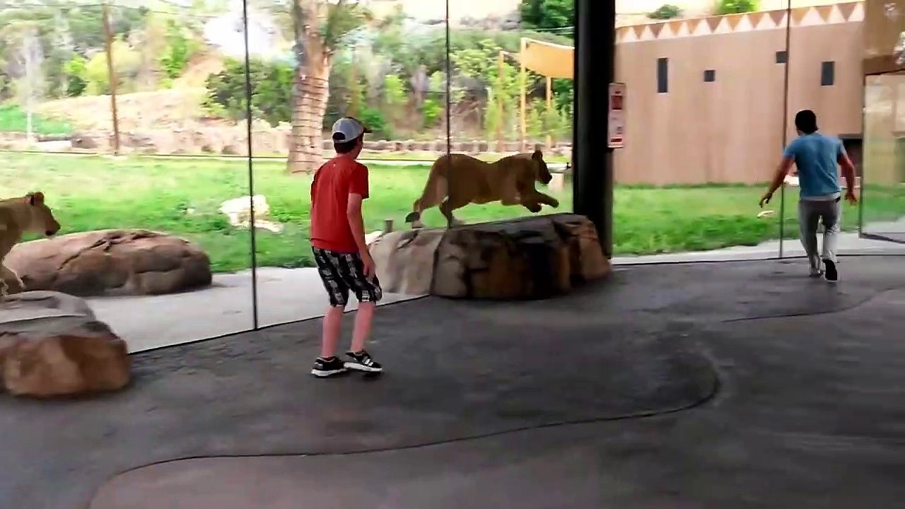 Il s'amuse avec un lion au zoo... un vrai petit chat