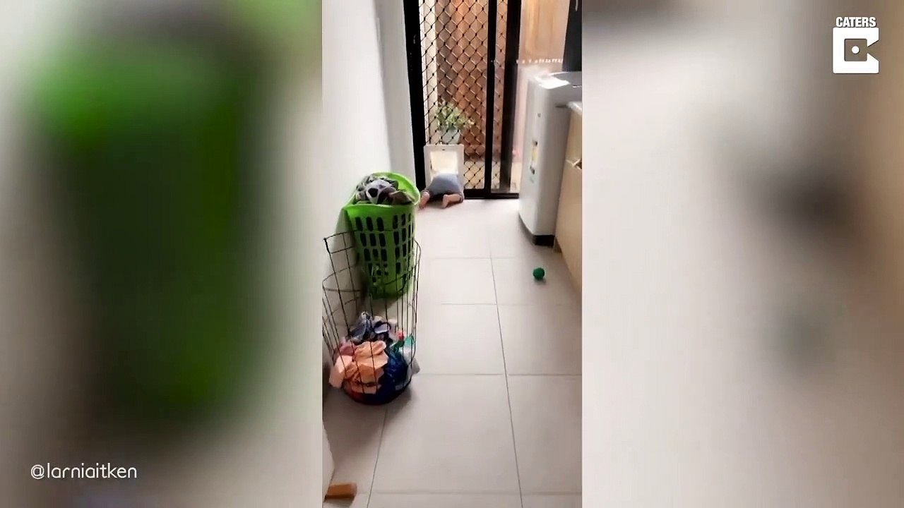 Son fils essaie de s'échapper par la trappe du chien... coincé