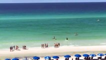 Un requin s'approche d'une fille en bord de plage à Destin, en Floride