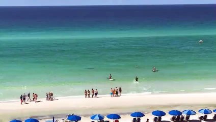 Un requin s'approche d'une fille en bord de plage à Destin, en Floride