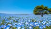 Des millions de petites fleurs bleues viennent de fleurir dans ce parc japonais et c'est à couper le souffle