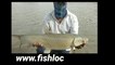 Fishing For Gaint Grass Carp ! How To Catch Big Carp ! Hugh Carp fishing Bait Tips And Rigs