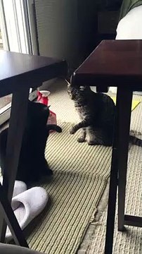 2 chats complètement défoncés ?