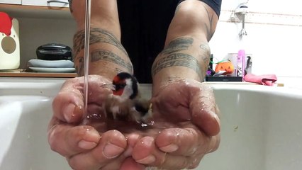 Cet oiseau vient se baigner dans ses mains pleines d'eau !