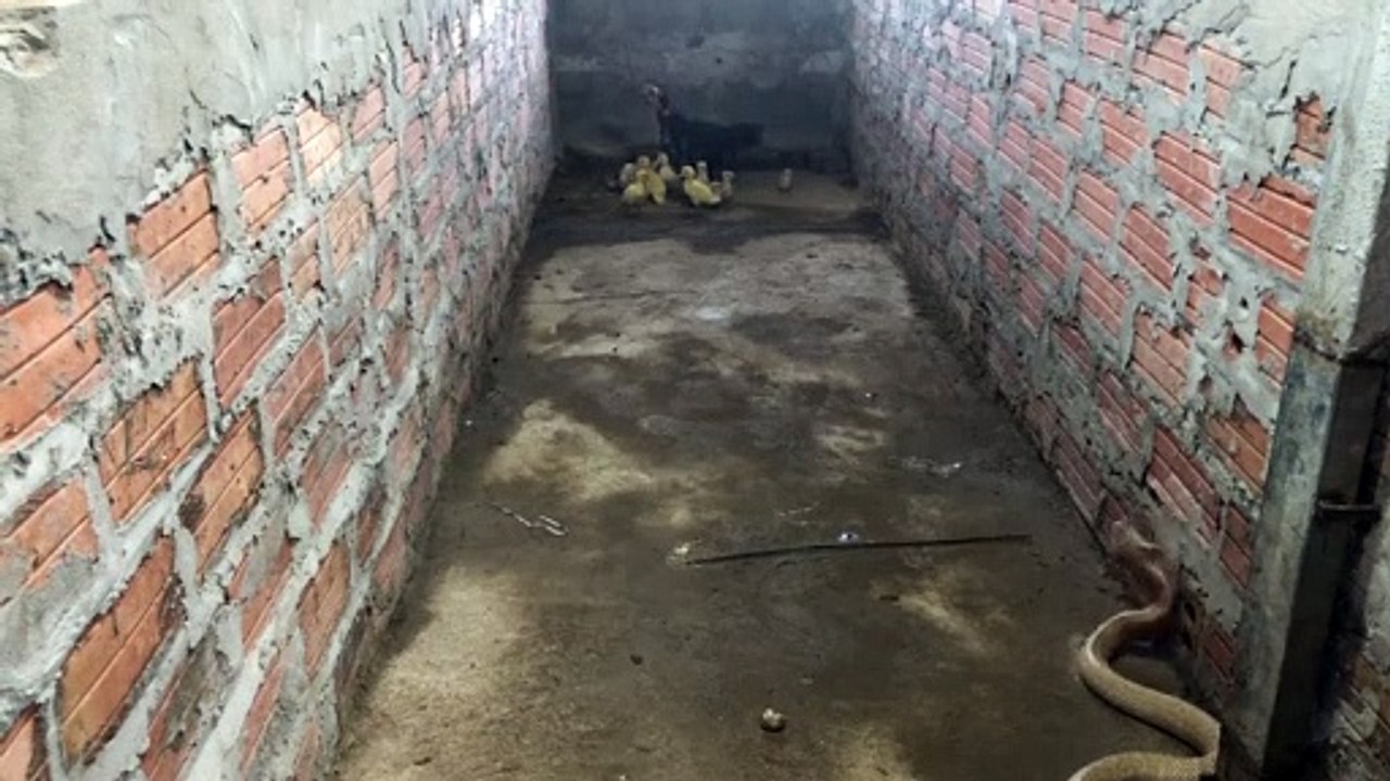 Cette poule protège ses poussins face à un serpent cobra royal !