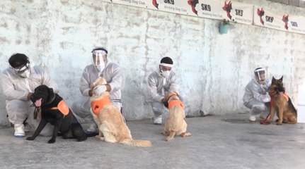Ternyata Anjing Bisa Endus Bau Khas Infeksi Covid-19