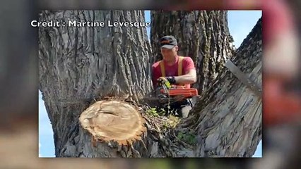 Abattage d'un immense arbre dans le quartier Notre-Dame-du-Lac