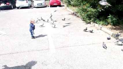 silas pigeons
