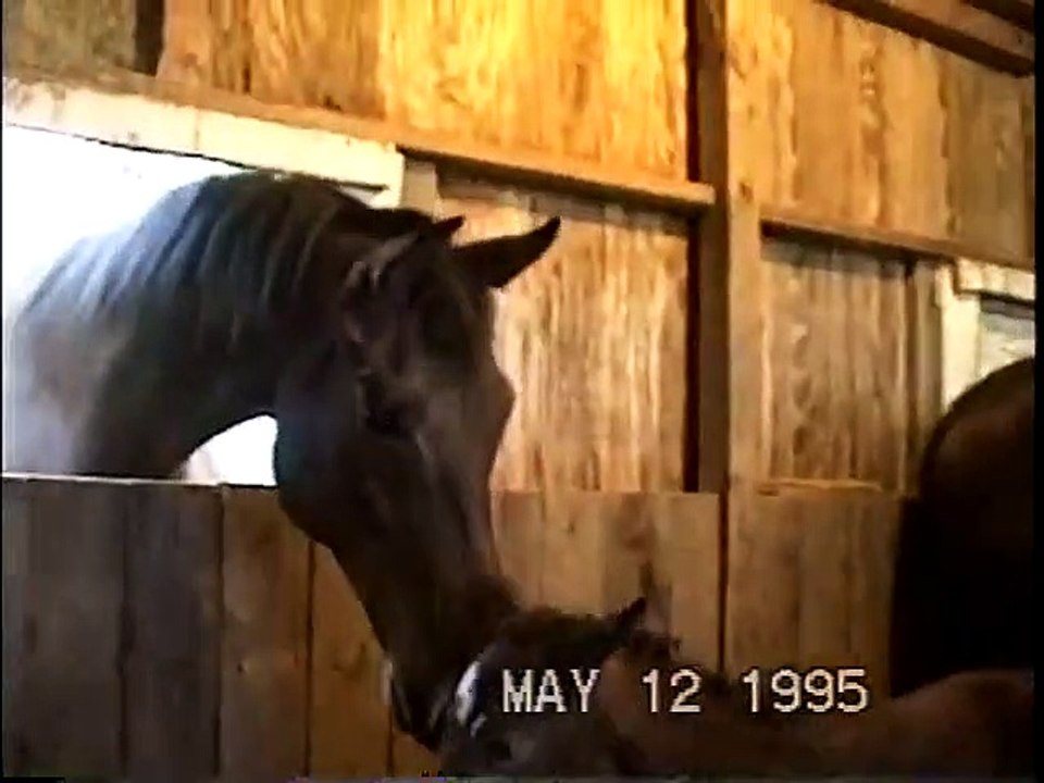 Baby Horse