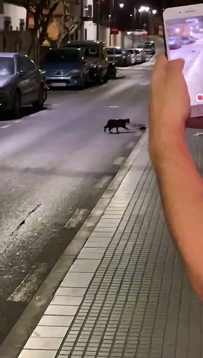 Cat vs Ninja Rat