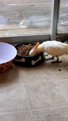 Citron Crested Cockatoo Throwing Dog Food