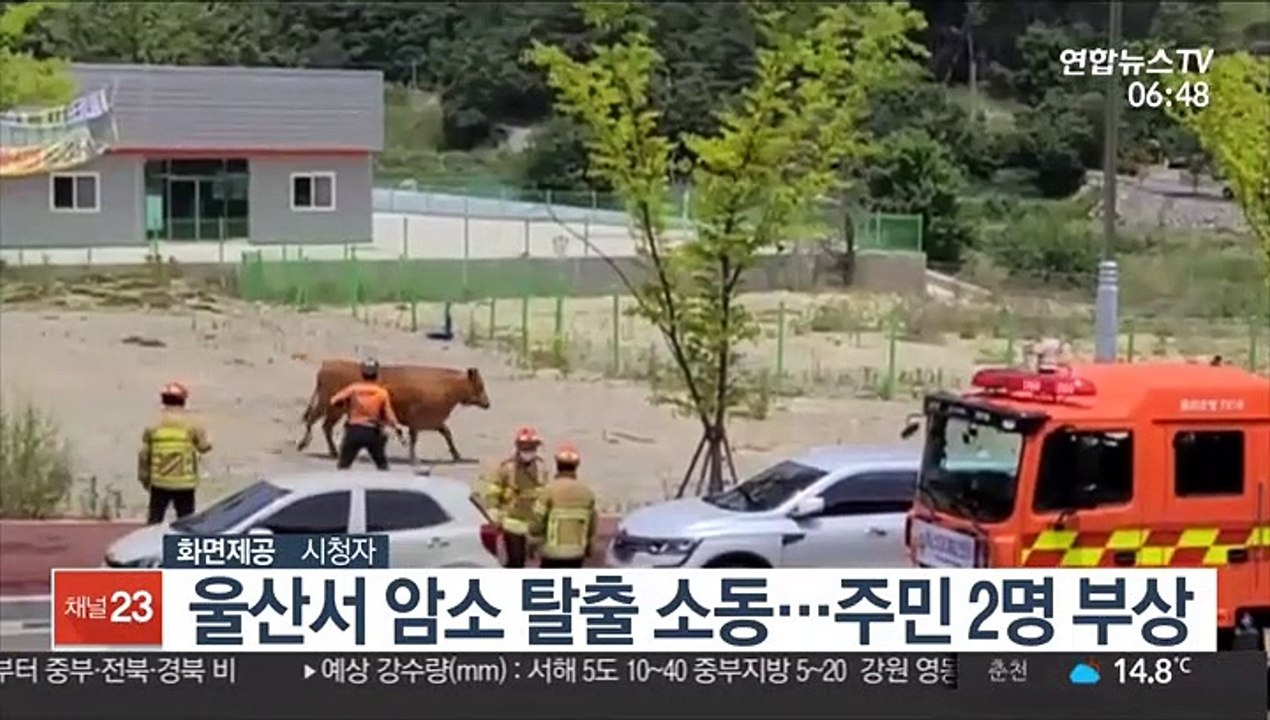 울산서 암소 탈출 소동…주민 2명 부상
