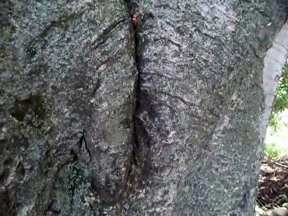 amazing tree in himalaya