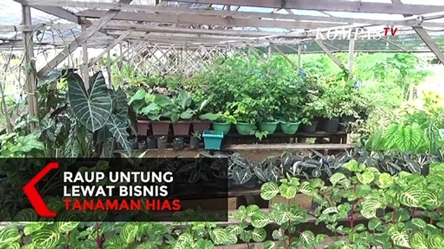 Raup Untung Lewat Bisnis Tanaman Hias