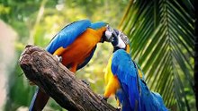 Are Parrots OP