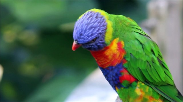 Visite au Zoo des Sables D ' Olonne ( Vendée ) , Lundi 1er Juin 2020