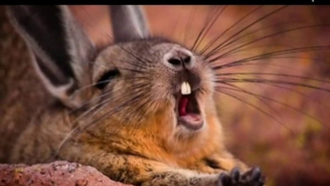 Hilirious animal making weird noises | Funny video vines | Aminal videos