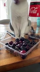 Manger une cerise : impossible pour un chat ?