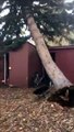 Il filme un arbre qui s'effondre sur sa maison en direct !