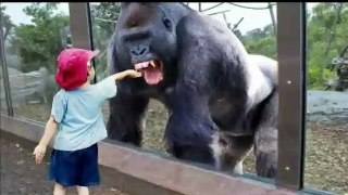 Try Not To Laugh - Funny Babies at the ZOO  - Funny Baby Video Compilation 2020