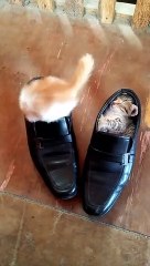 Cute kitties