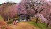 Sakura Japanese folk song 樱花 さくら