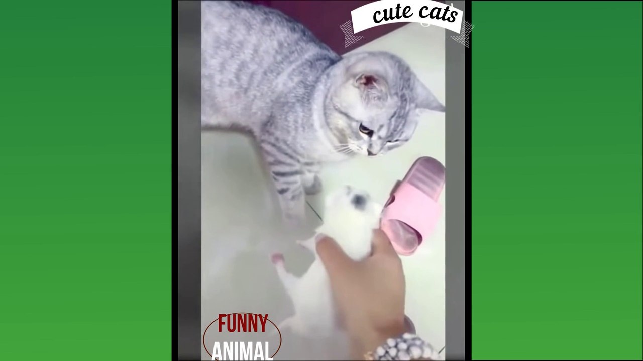 funny Cats and Kittens Meowing Compilation2020 funny animal #6
