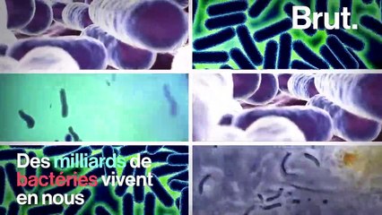 Pourquoi le microbiote est important pour notre organisme... et notre cerveau ?