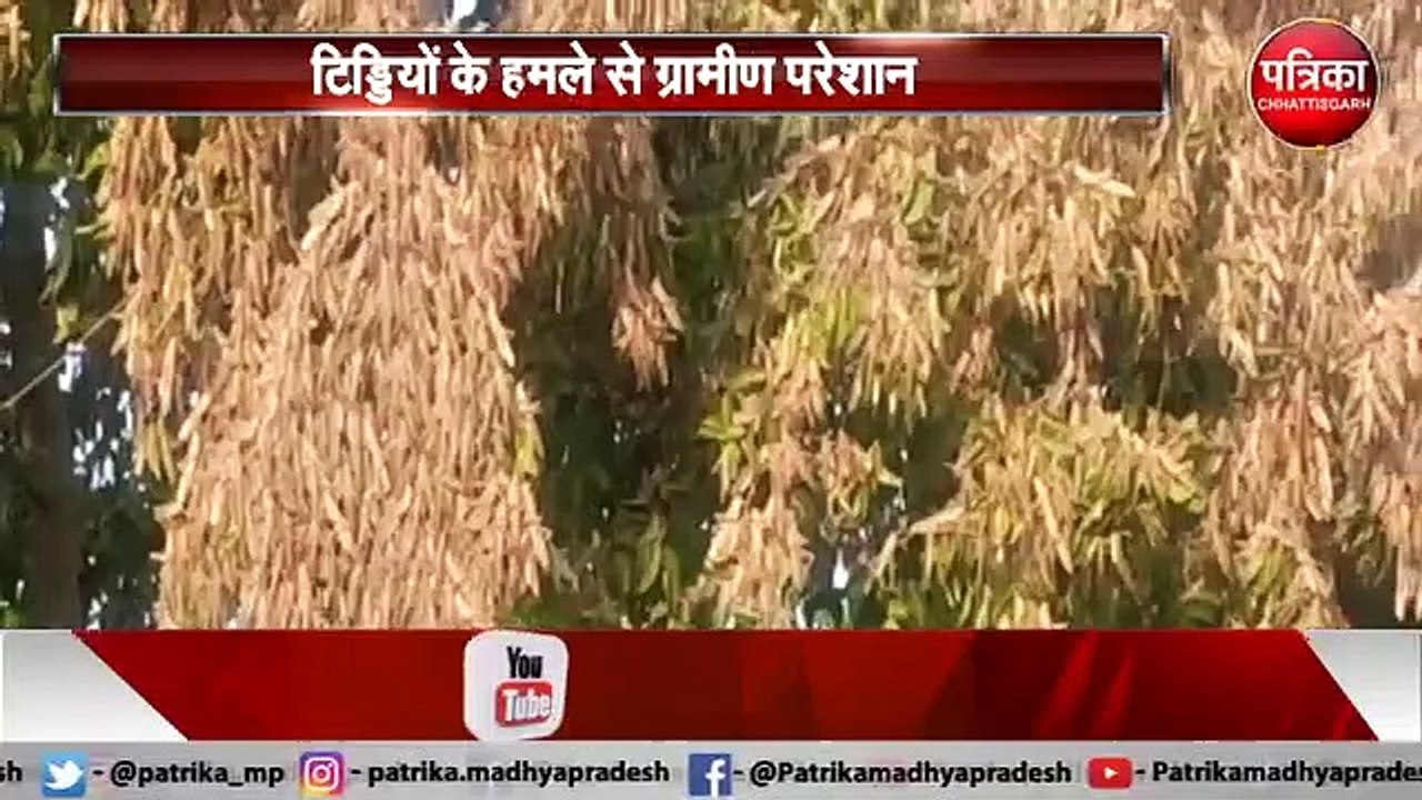 टिड्डी दल की दस्तक से किसानों की बढ़ी मुसीबत