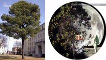 ‘Moon Trees’ May Grow In Your City From Seeds That Went To Space