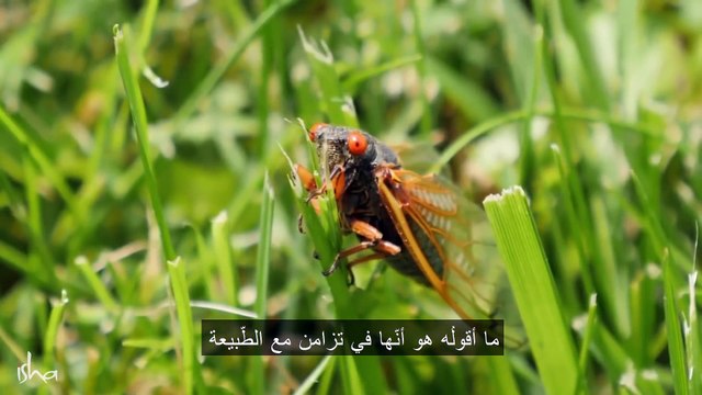 ظاهرة استثنائيَّة تحدث عند الساعة 3-40 فجرًا سادغورو