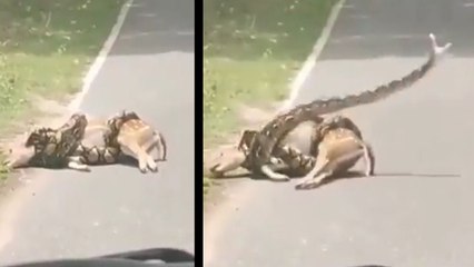 VIDEO, हिरण को निगलने वाला था विशालकाय अजगर, मौत के मुंह से यूं निकला