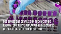 Covid-19 : des singes attaquent un soignant et lui volent des échantillons de tests sanguins en Inde