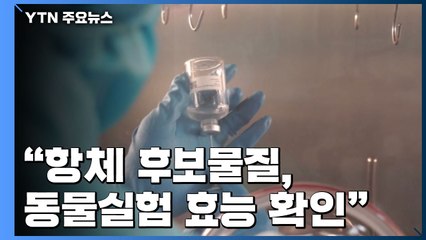 "항체 후보물질 동물실험 효능 확인"...치료제 개발 '청신호' / YTN