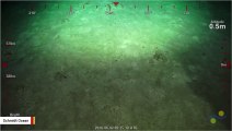 Underwater Robot Captures Tiny Mesmerizing Creature On Camera